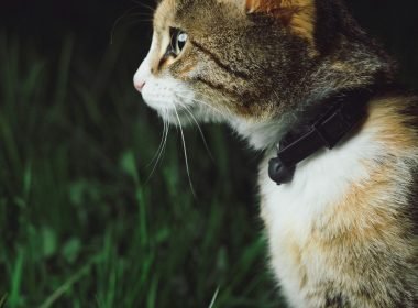 3676cb96c5b44fa233097cbc211d068d416cf132